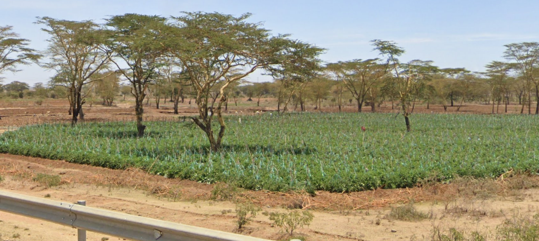 Farming and real estate investments earning big profits in Rumuruti Laikipia