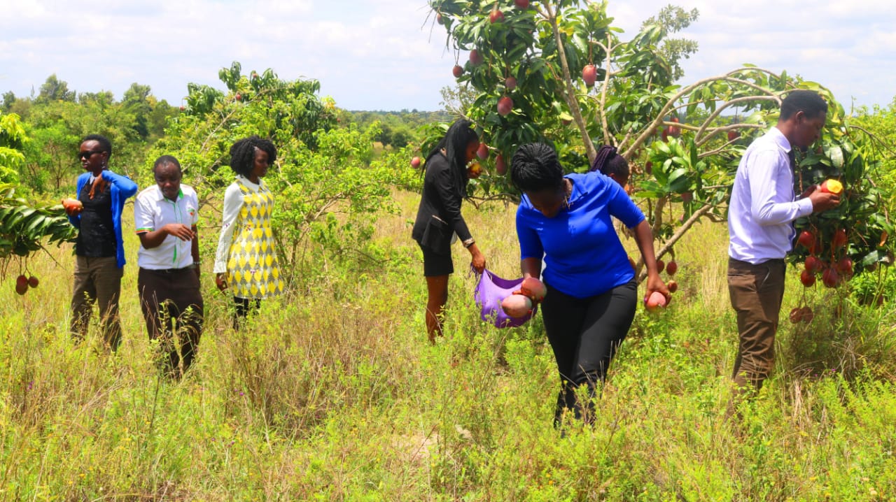 1/8 Acre plots for sale in a gated community in Embu