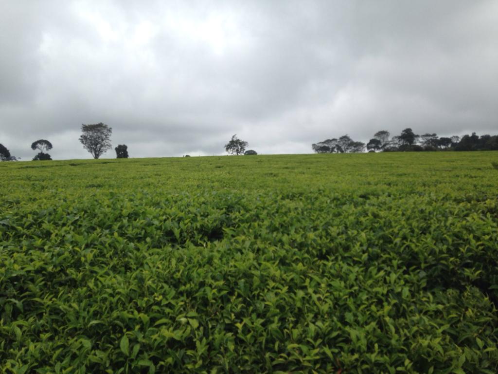 529 Acres Tea farm for sale along Limuru Kiambu road 