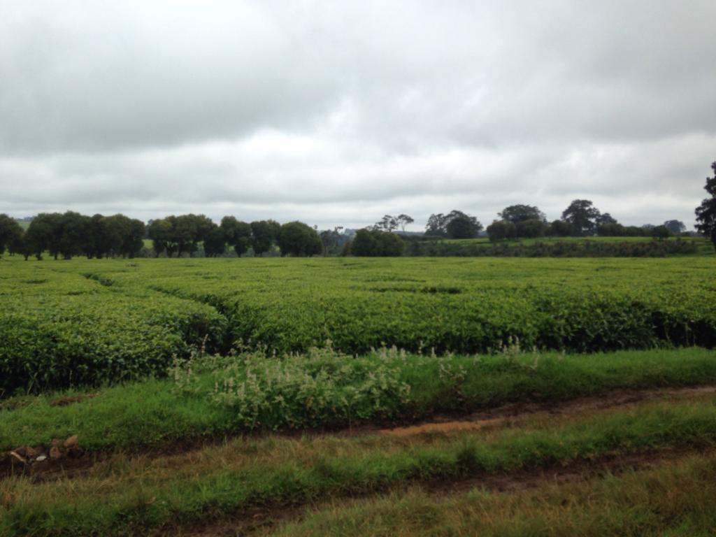 529 Acres Tea farm for sale along Limuru Kiambu road 