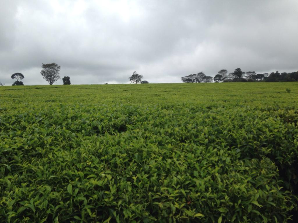 912 Acres Tea Estate for sale in Tigoni Limuru