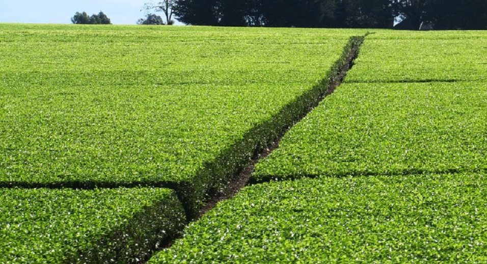 925 Acres tea farm in Tigoni Kiambu