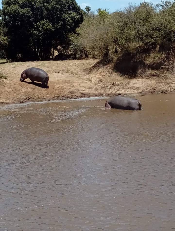 MARA EDEN SAFARI CAMP NAROK WEST