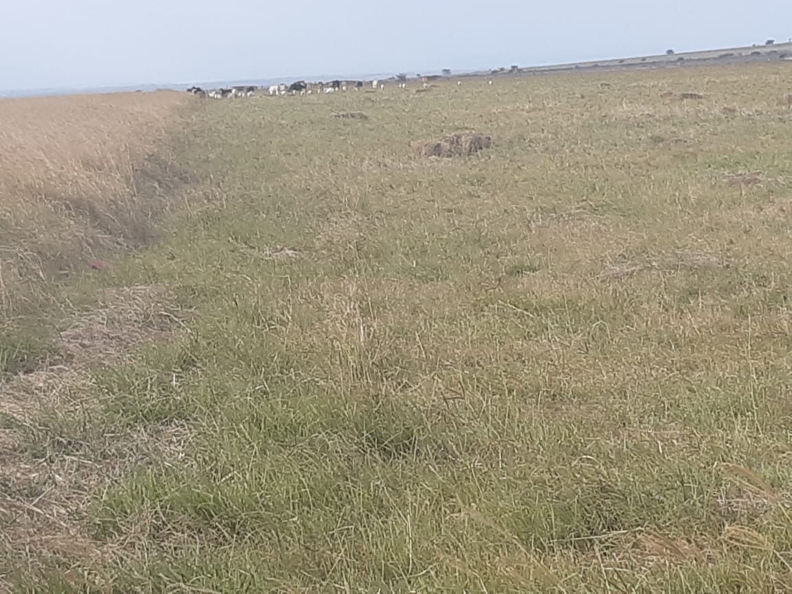1000 Acres Agricultural land for sale in Narok, Maji Moto