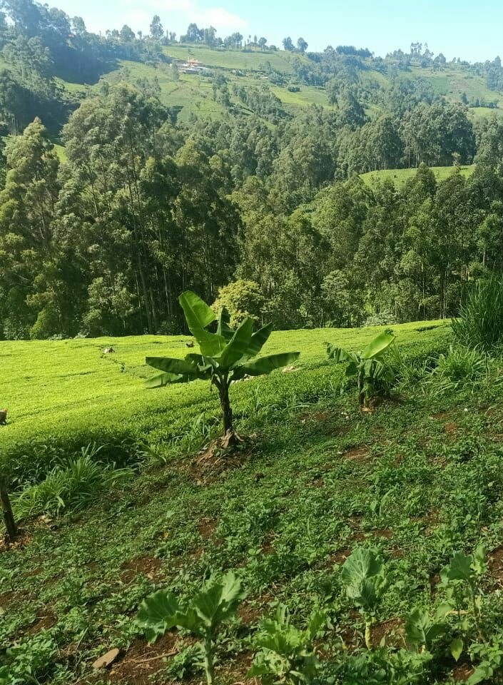 MAKUYU MURANG'A COUNTY 2 ACRES RESIDENTIAL COMMERCIAL LAND ON QUICK SALE