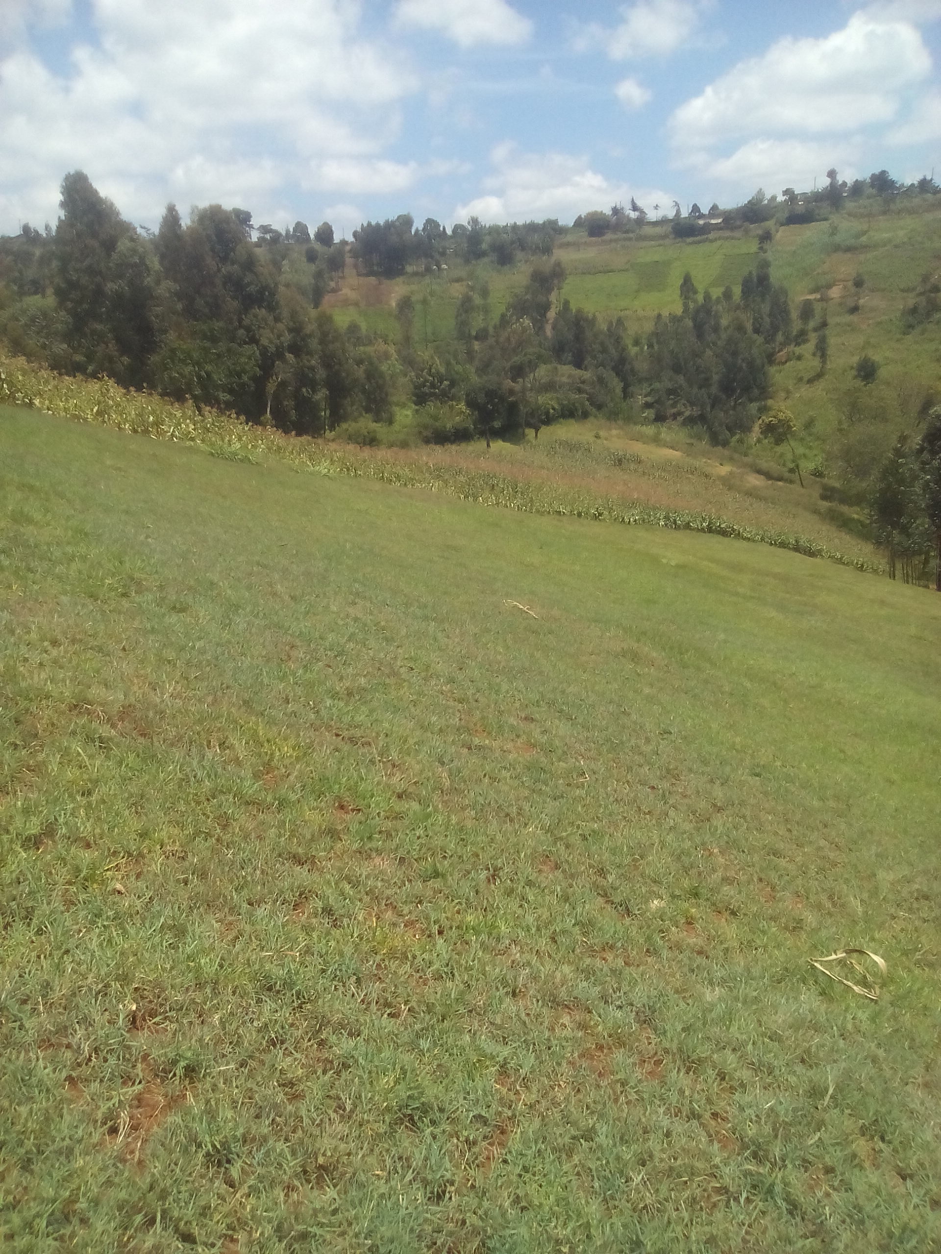 NYERI LUSOI 159 ACRES 