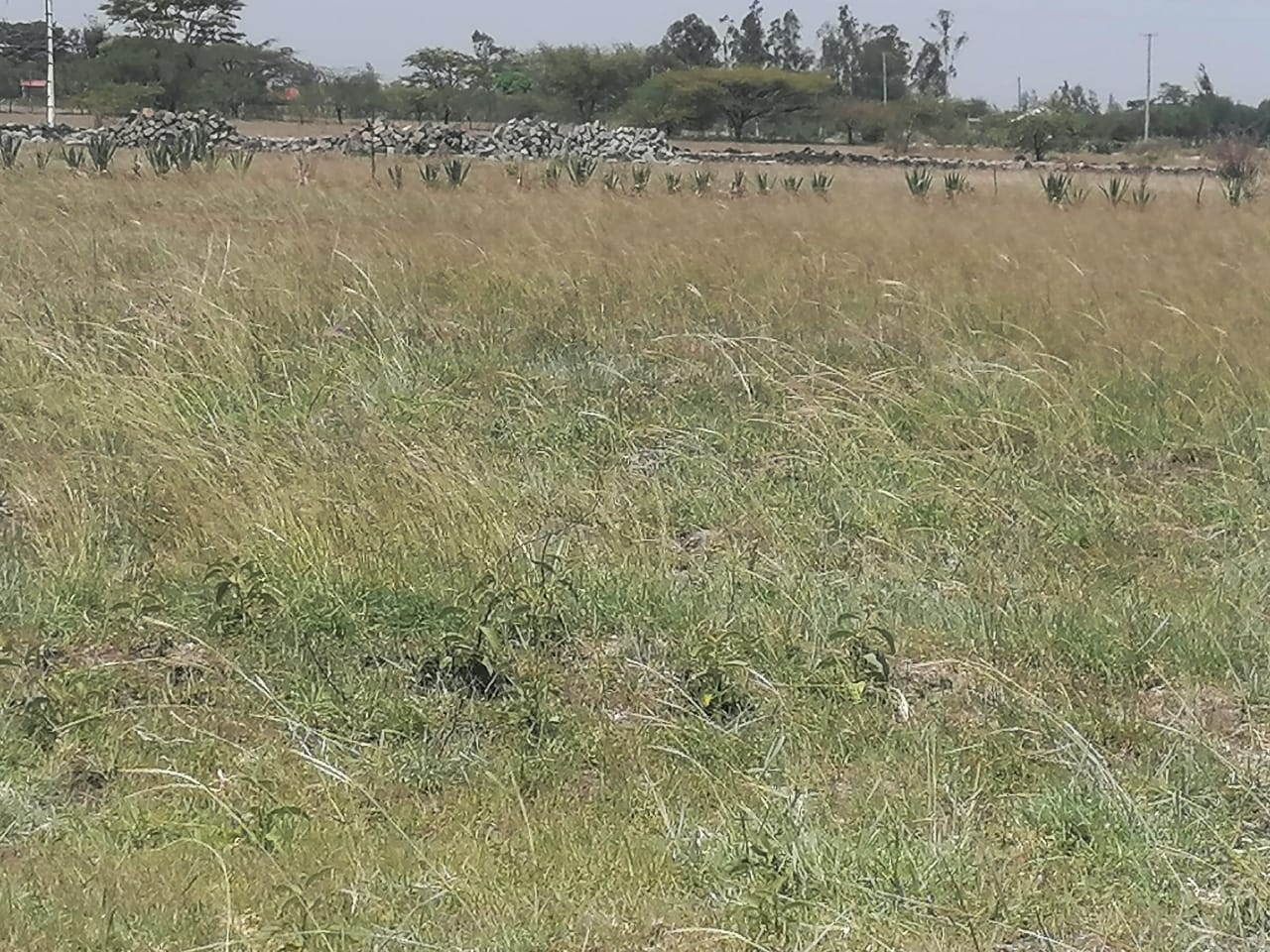 1/8th Acre plots for sale in Juja farm, Juja