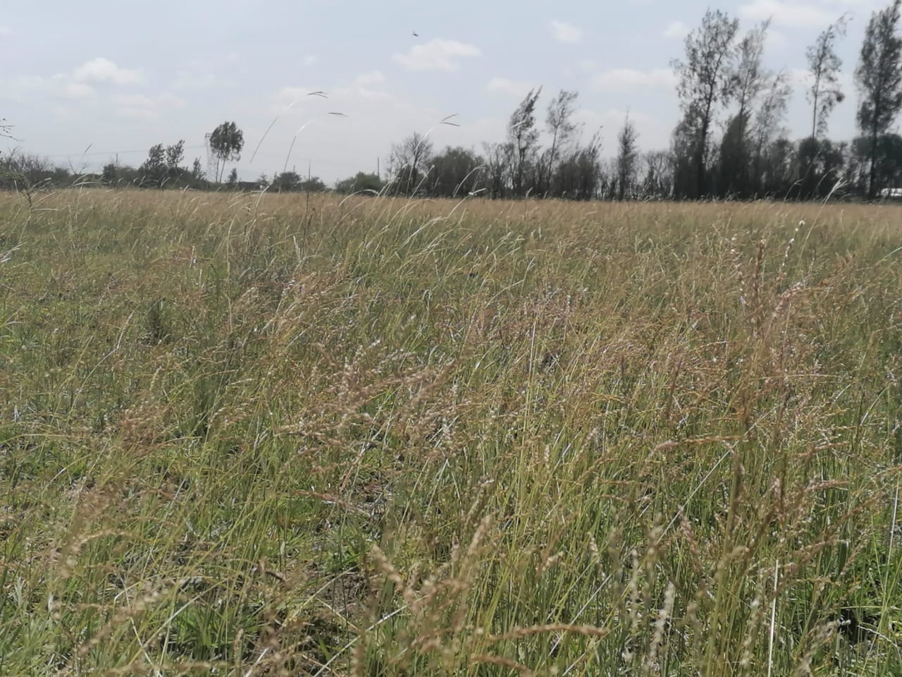 1/8th Acre plots for sale in Juja farm, Juja