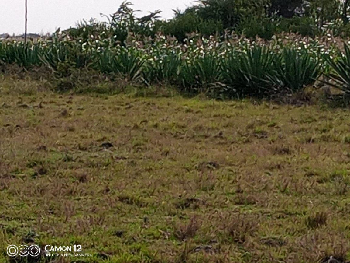 Juja Athi Plots for sale (40 x 90) few meters from upcoming greater Eastern bypass