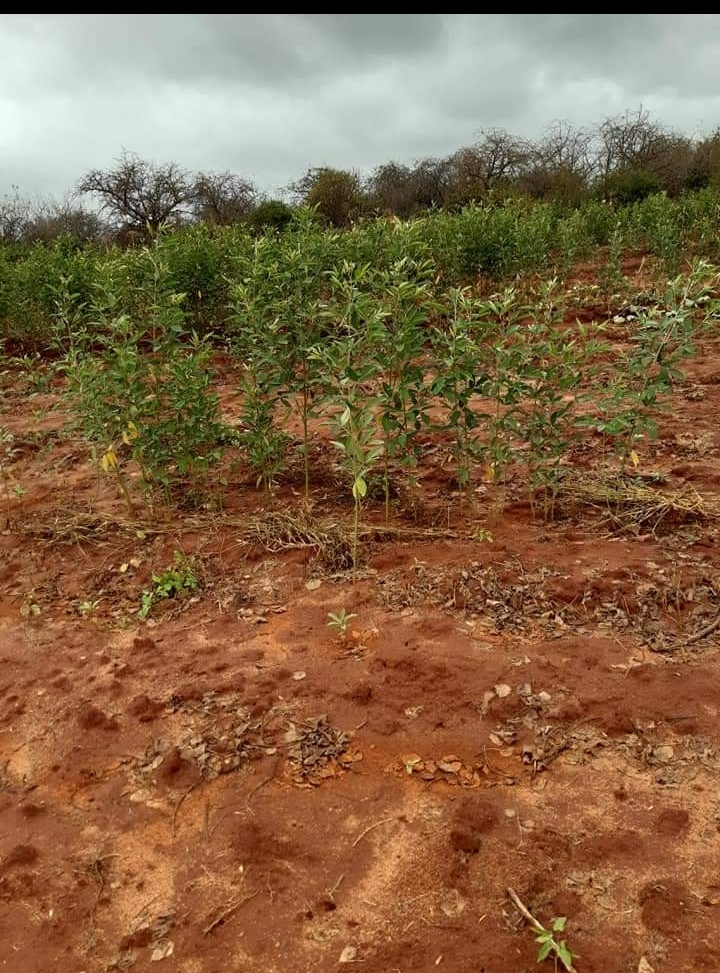 100 acres for sale at Mtito Andei