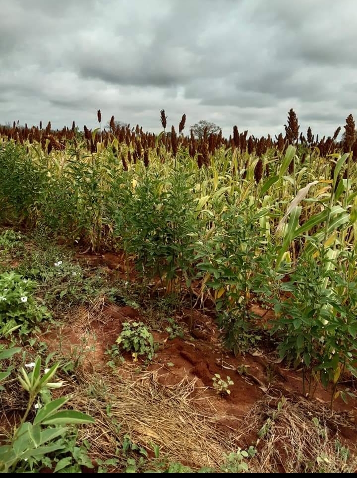 100 acres for sale at Mtito Andei