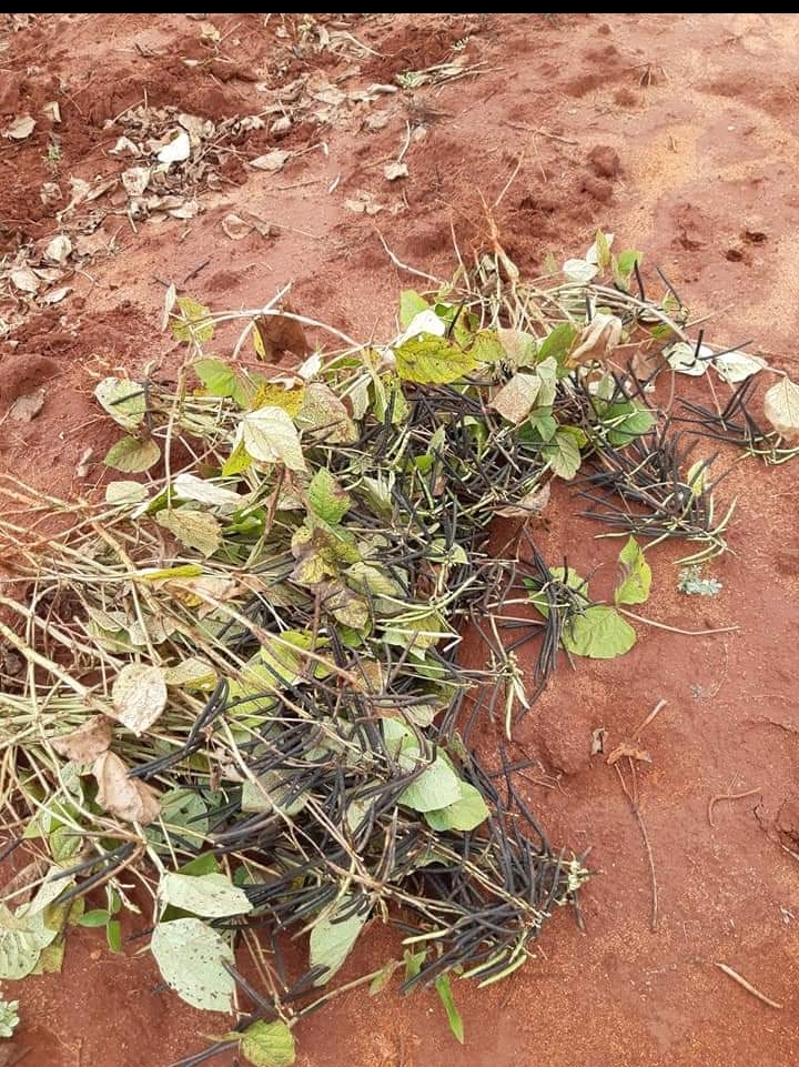 100 acres for sale at Mtito Andei
