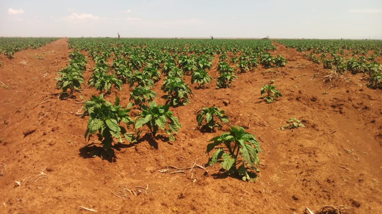 1000 acres at rumuruti laikipia county 