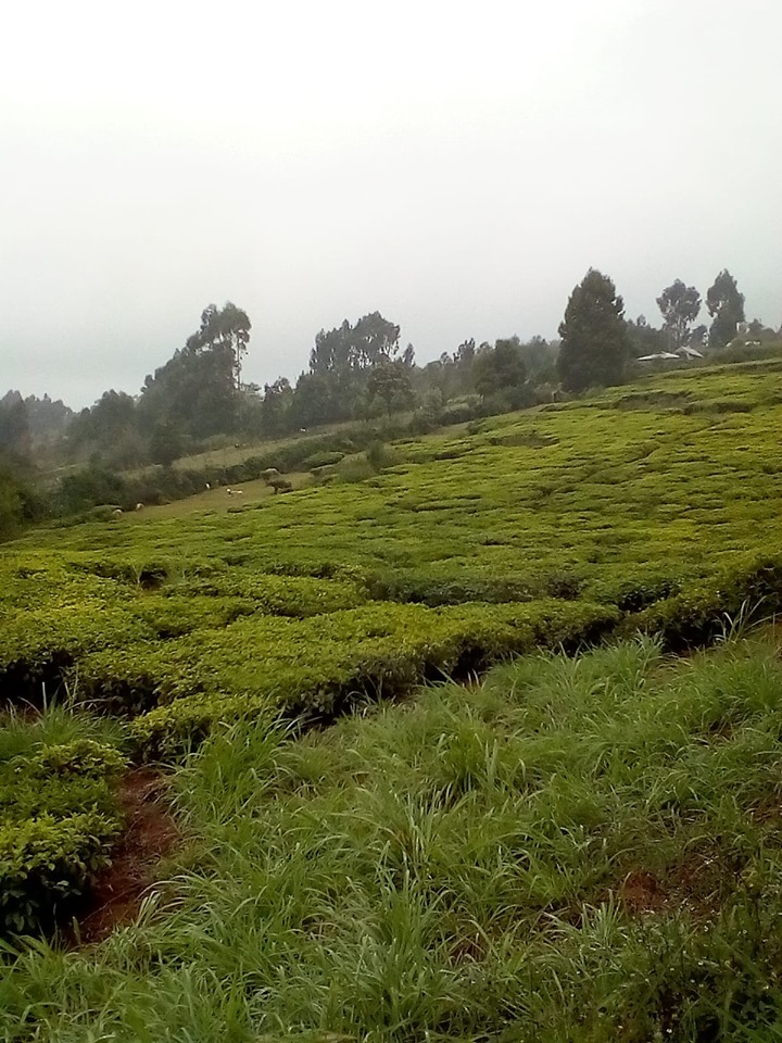 3 AcresTea farm in Limuru Bibirion 