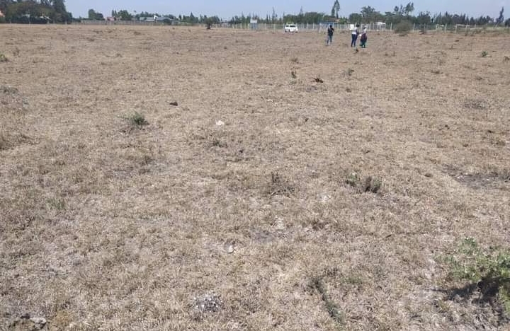 50 by 100 at koma