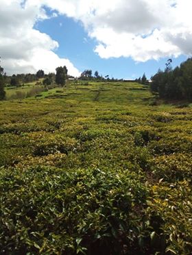 3 AcresTea farm in Limuru Bibirion 