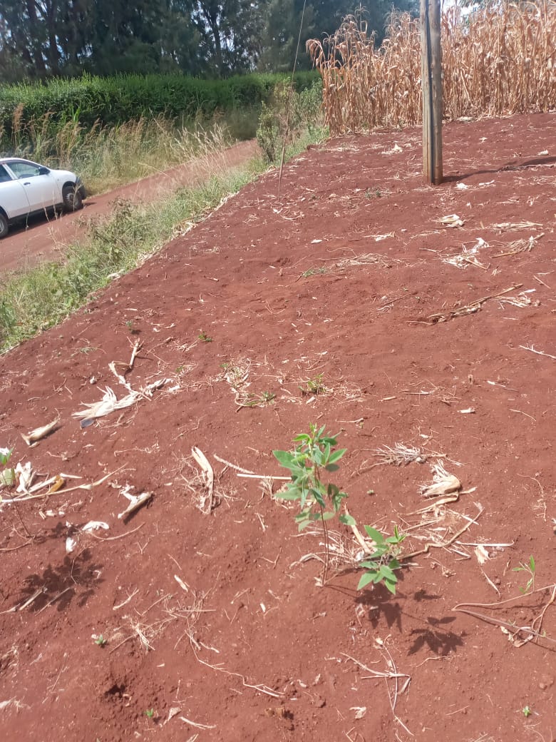 2.5 acres at kenol