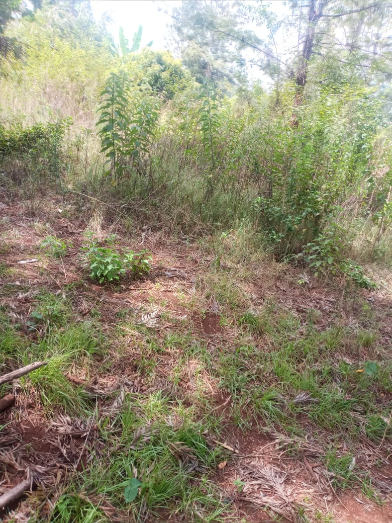2.5 acres at kenol