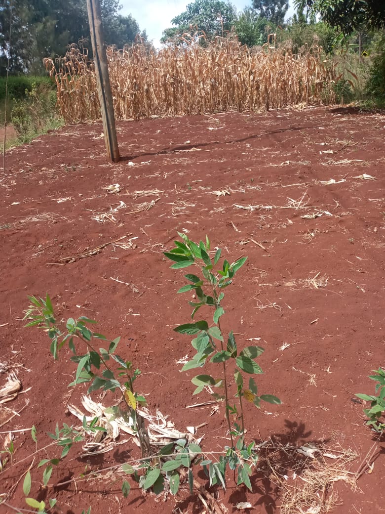 2.5 acres at kenol