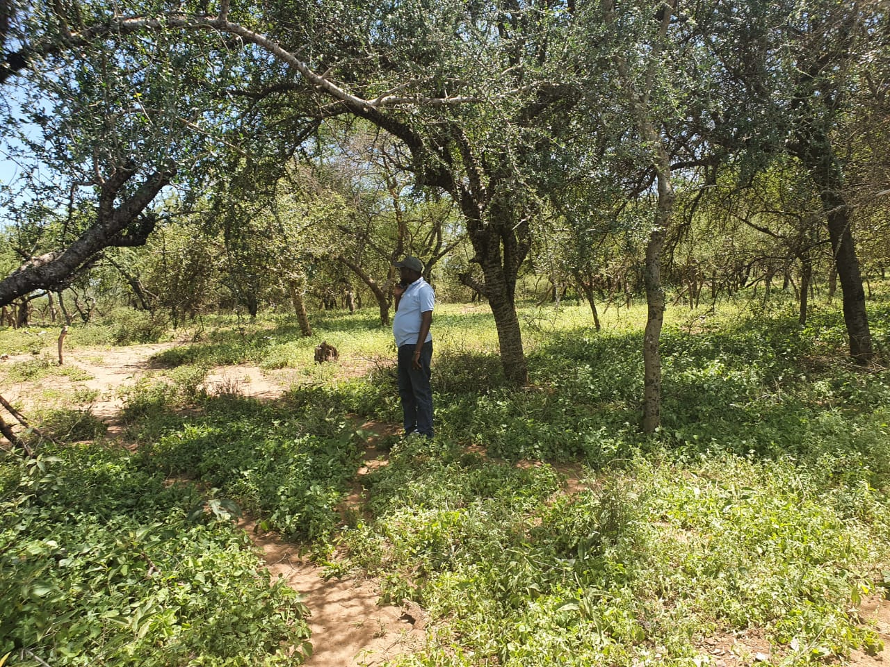 4 acres at westlands .