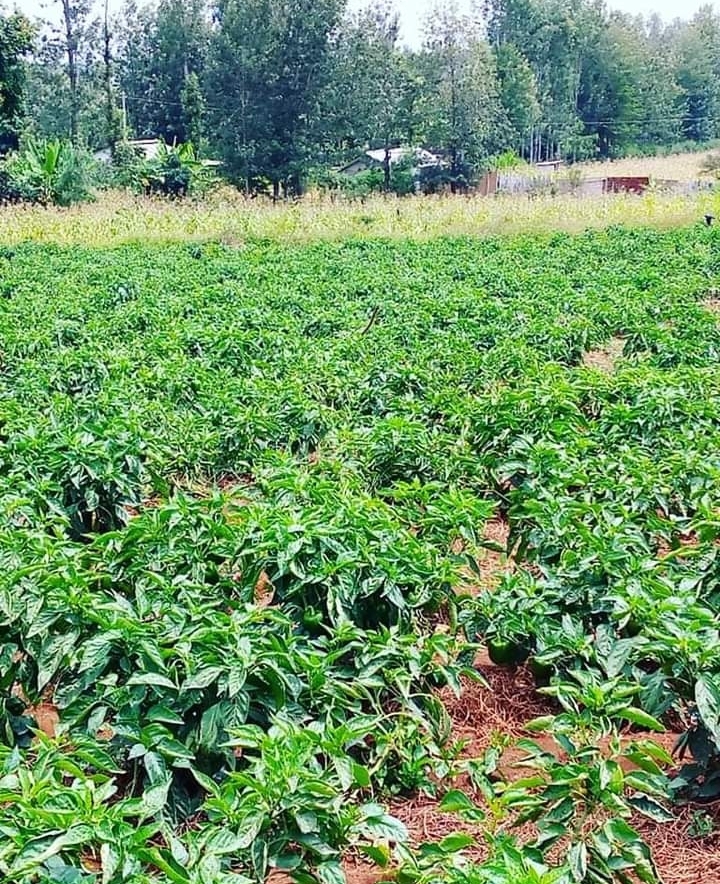420 acres for sale.