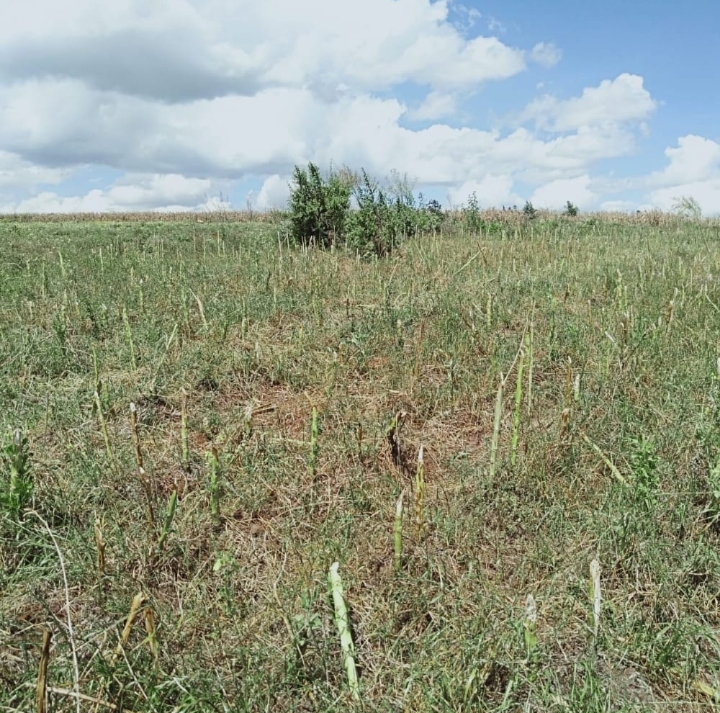 265 acres for sale.