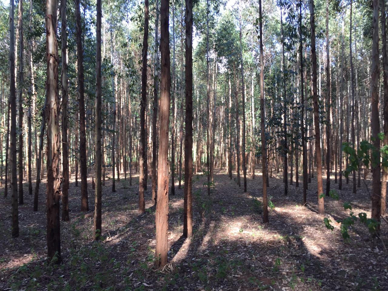 18 Acres land for sale in Ndiya Limuru Kiambu county Distress sale