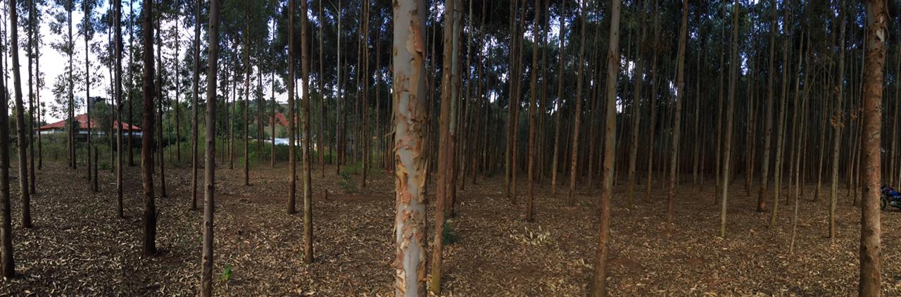 18 Acres land for sale in Ndiya Limuru Kiambu county Distress sale