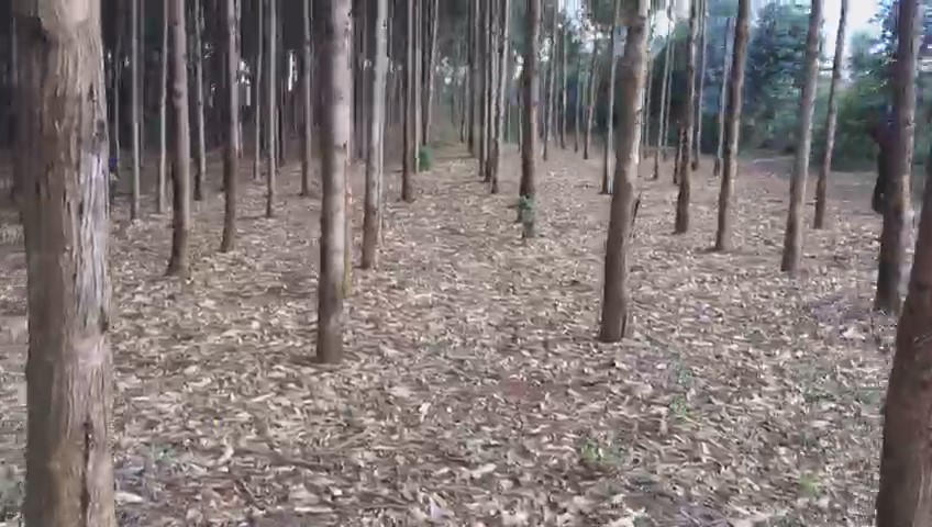18 Acres land for sale in Ndiya Limuru Kiambu county Distress sale