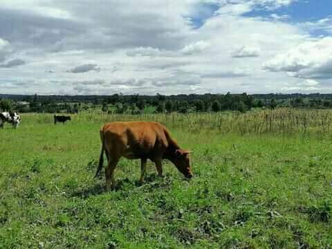 50 by 100 at nyandarua ndunyu njeru