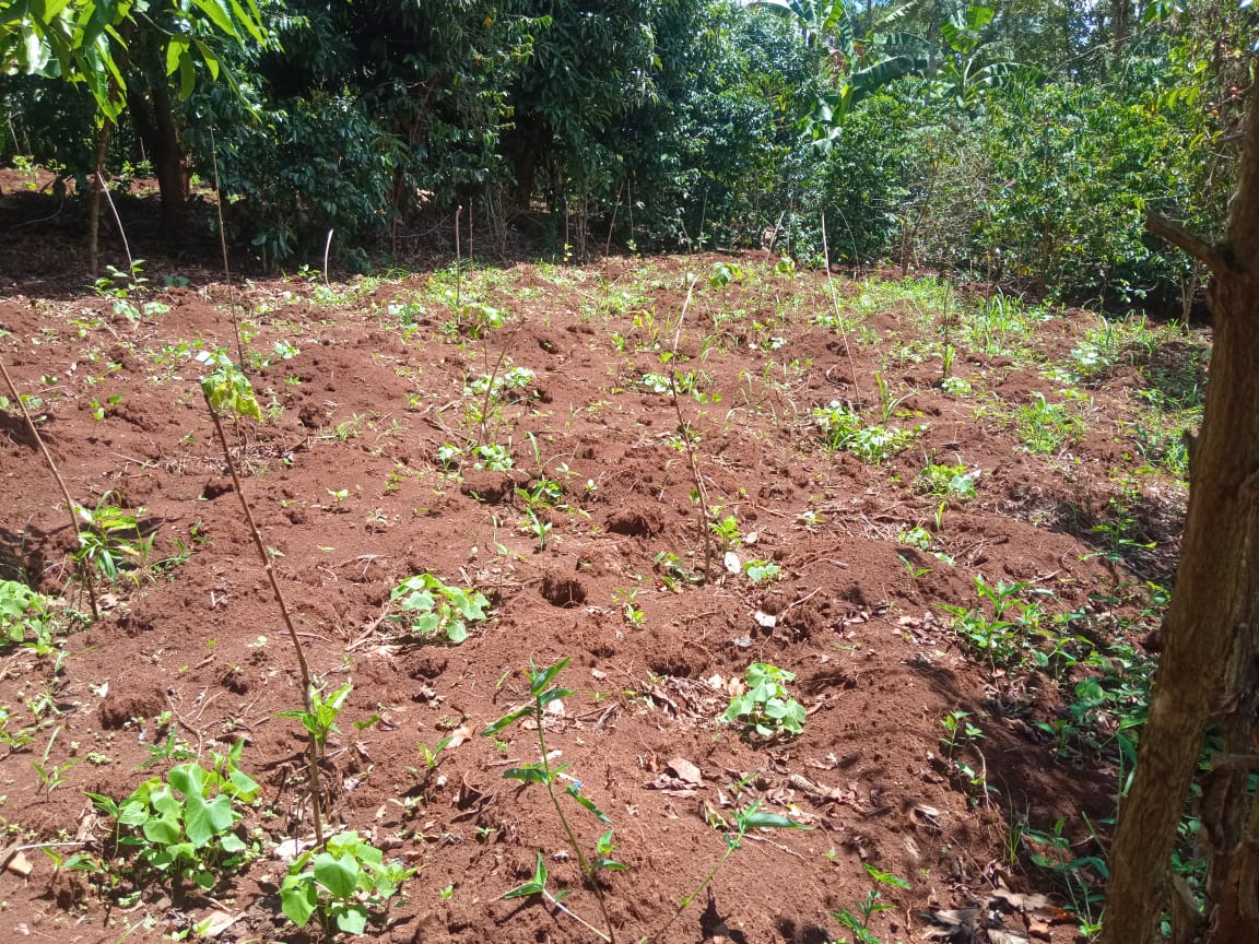 3.25 acres for sale at kirinyaga