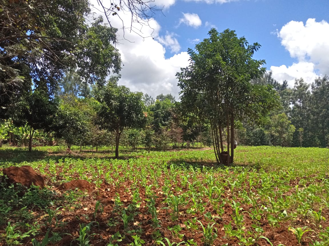 3.25 acres for sale at kirinyaga