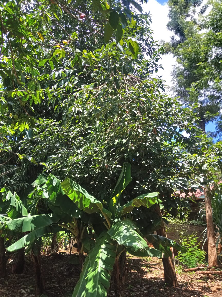 3.25 acres for sale at kirinyaga