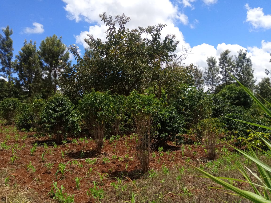 3.25 acres for sale at kirinyaga