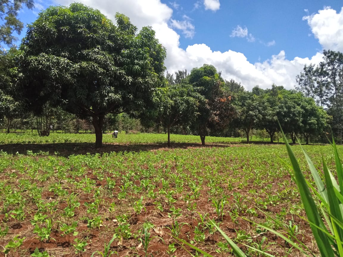 3.25 acres for sale at kirinyaga