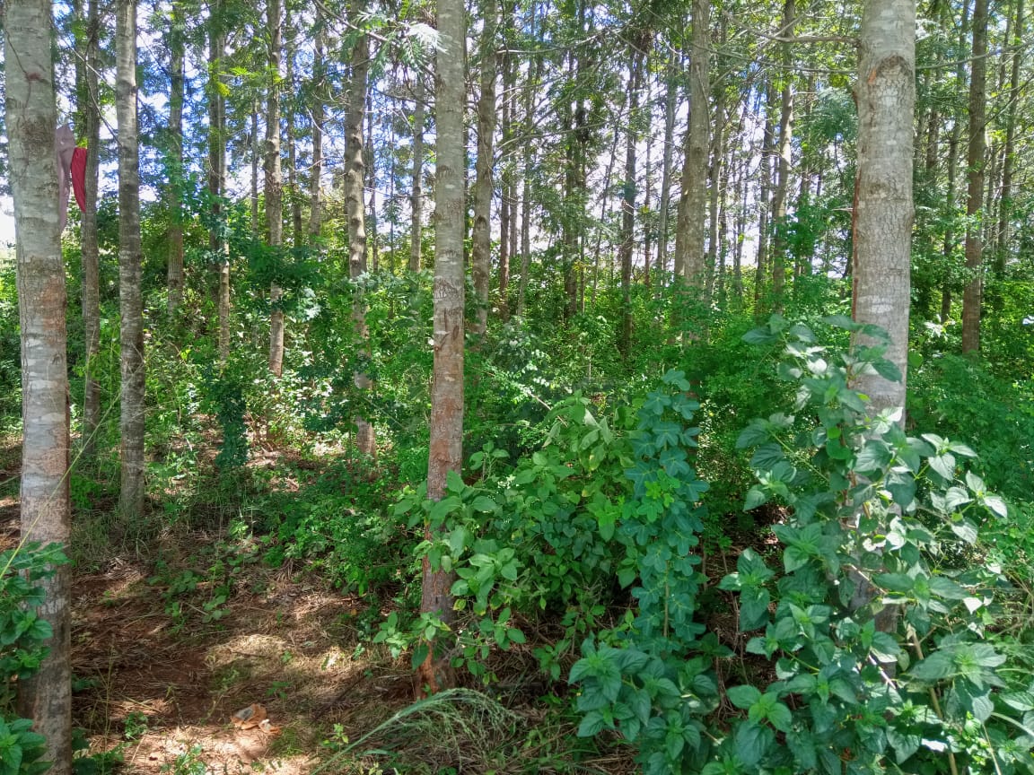3.25 acres for sale at kirinyaga