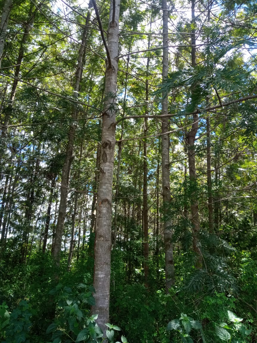 3.25 acres for sale at kirinyaga