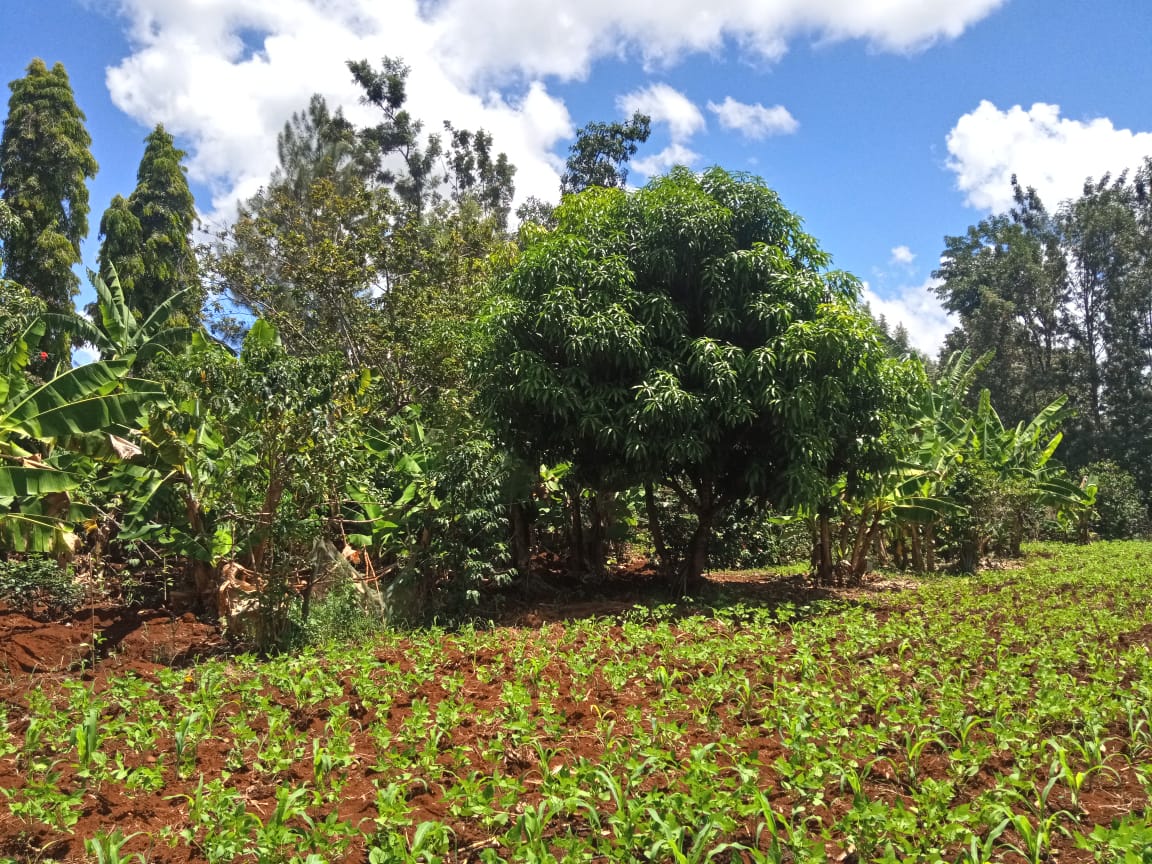 3.25 acres for sale at kirinyaga