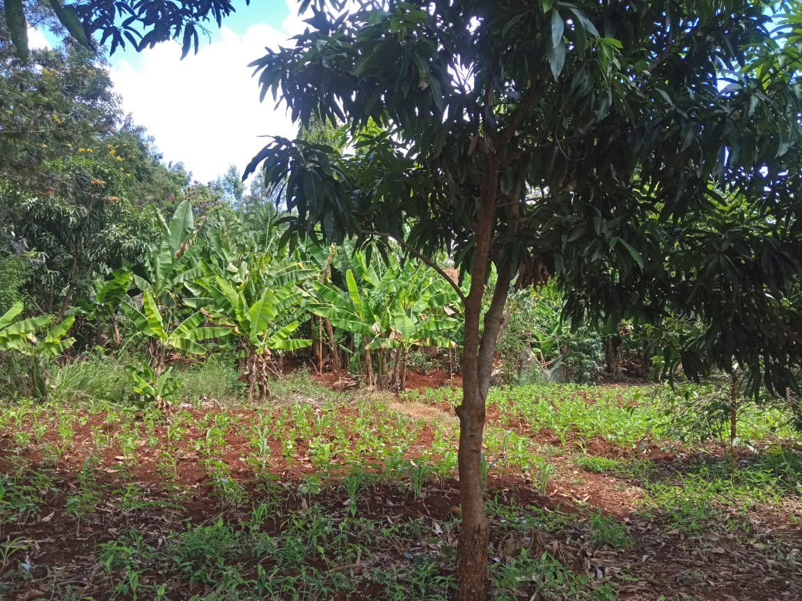 3.25 acres for sale at kirinyaga