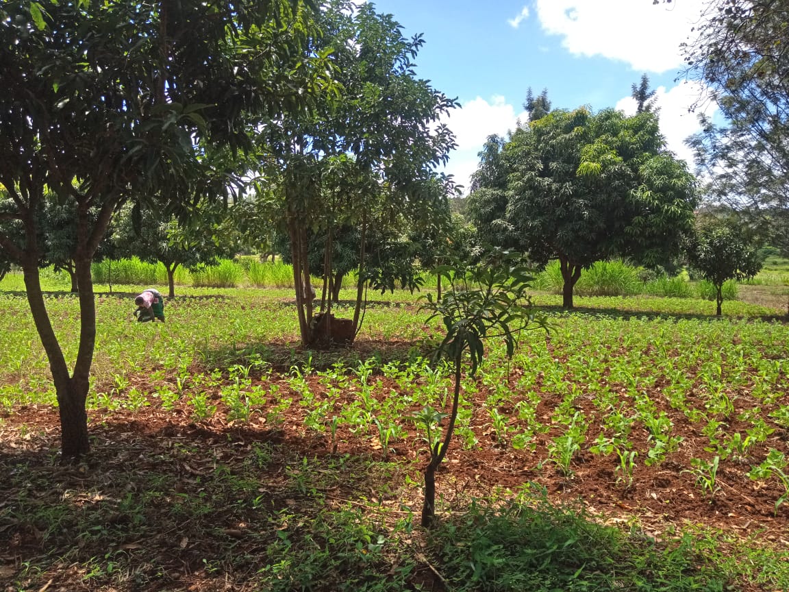 3.25 acres for sale at kirinyaga
