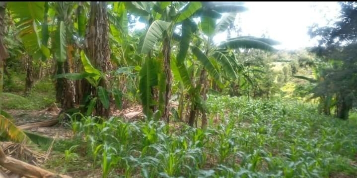 Plot for sale  at Mwea