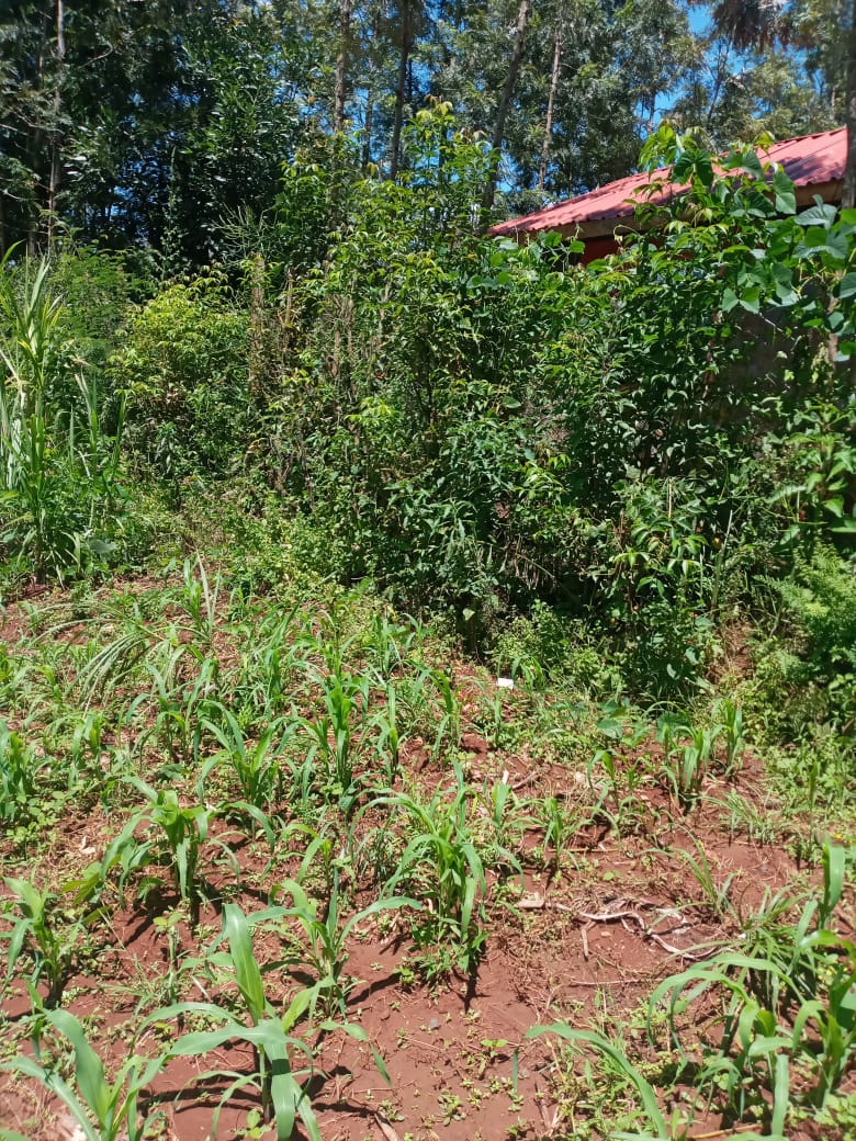 1 acre for sale at makuyu 