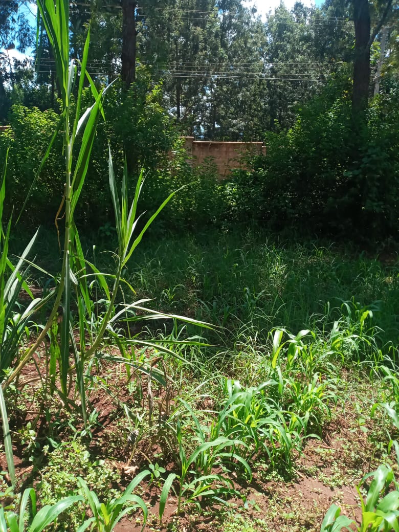 1 acre for sale at makuyu 