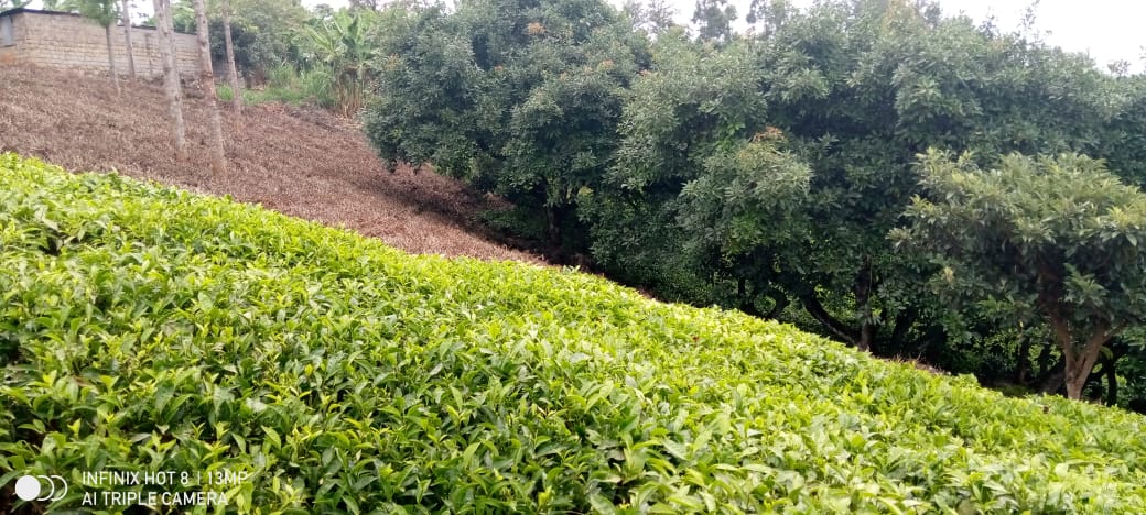 3¼ACRE TEA PLANTATION FOR SALE AT GATUNDU KIGANJO