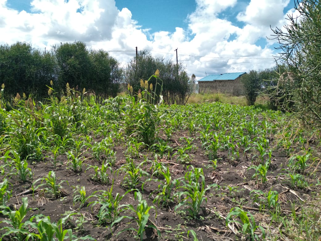 RESIDENTIAL PRIME PLOT ON SALE AT JUJA MURERA (40 x 60)