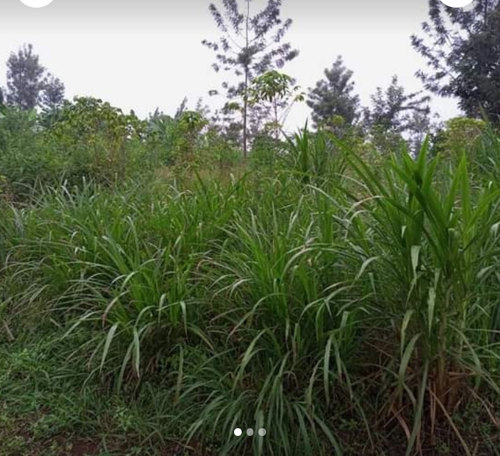 1.5 acres for sale at gatundu