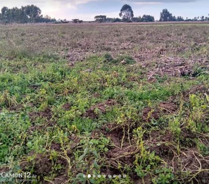 1 acre in nashkuru-njoro