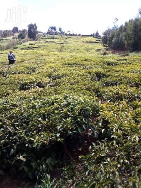 3 AcresTea farm in Limuru Bibirion 