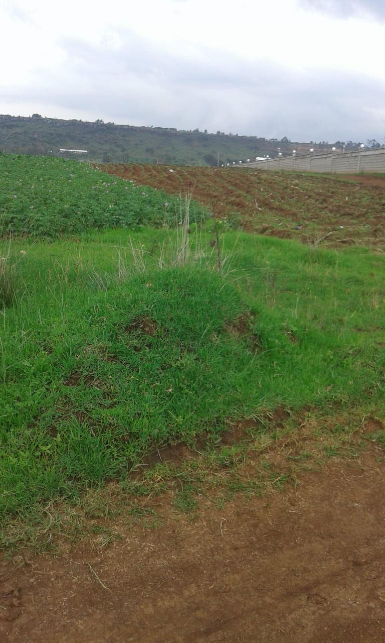 32 Acres Fertile Land in Kipipiri, Nyandarua