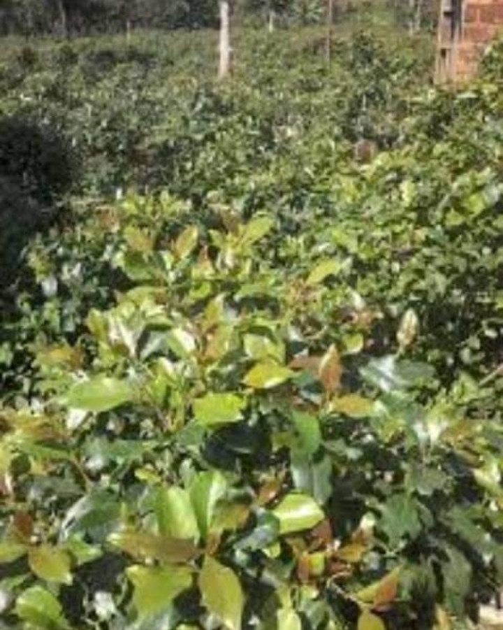 10 acres for sale at embu